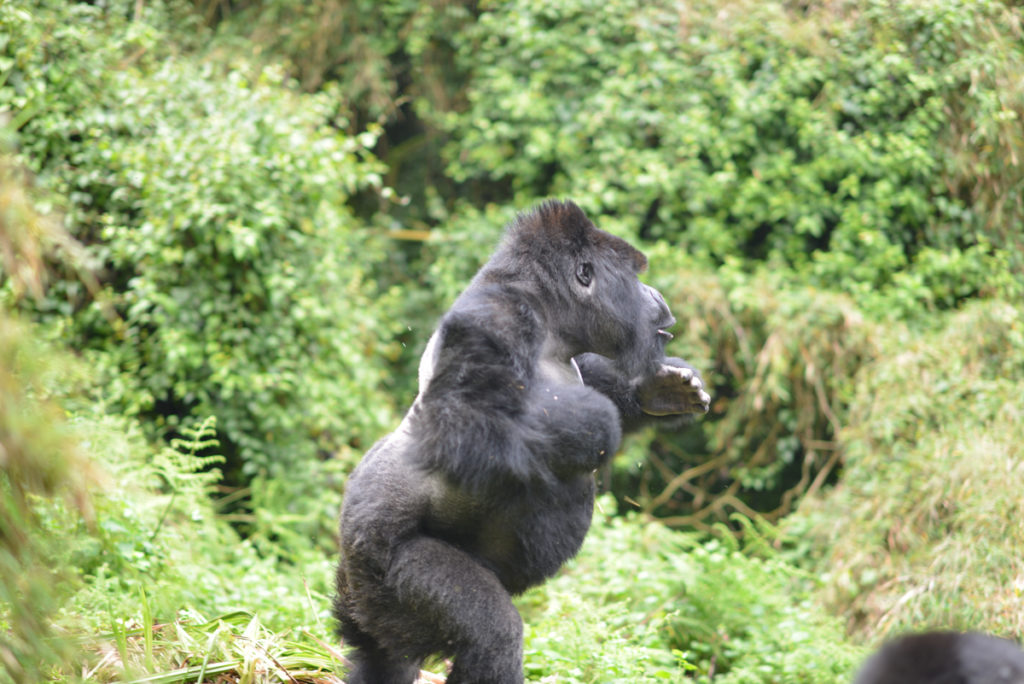 Gorilla census exercise concluded